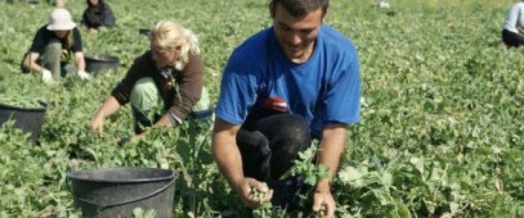 Peste 25,5 milioane lei au intrat în contul agricultorilor